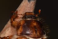Amphimallon solstitiale