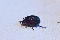 Odonteus armiger