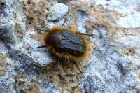 Tropinota squalida