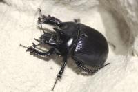 Typhaeus typhoeus