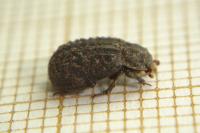 Trox hispidus
