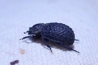 Trox perlatus