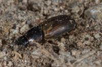 Melinopterus prodromus
