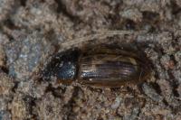 Melinopterus sphacelatus