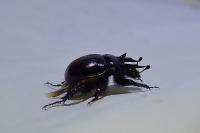Typhaeus typhoeus