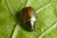 Anomala dubia