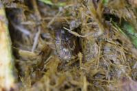 Euoniticellus fulvus