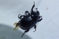 Typhaeus typhoeus