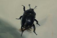 Typhaeus typhoeus
