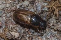 Melinopterus prodromus