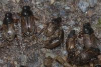 Melinopterus sphacelatus