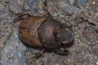 Onthophagus vacca