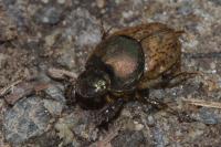 Onthophagus vacca