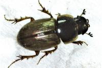 Melinopterus prodromus
