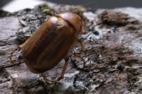 Rhizotrogus aestivus