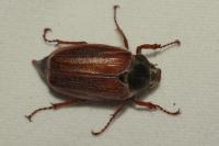 Melolontha melolontha
