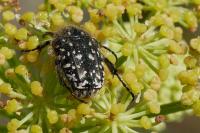Oxythyrea funesta