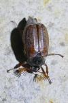 Melolontha melolontha