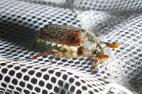 Melolontha melolontha