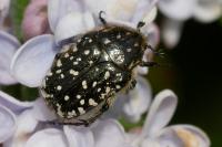 Oxythyrea funesta