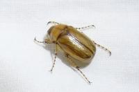 Rhizotrogus marginipes