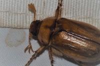 Rhizotrogus marginipes