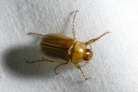 Rhizotrogus marginipes
