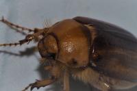 Rhizotrogus aestivus