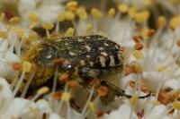 Oxythyrea funesta