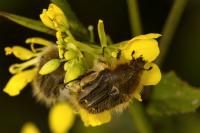 Tropinota squalida