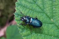 Platycerus caraboides