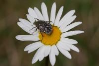 Oxythyrea funesta