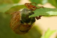Melolontha melolontha
