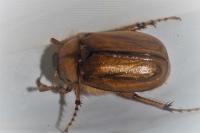 Rhizotrogus marginipes