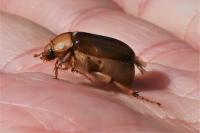 Rhizotrogus aestivus