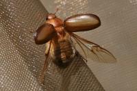 Rhizotrogus aestivus