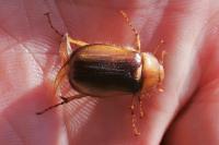 Rhizotrogus aestivus