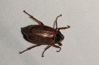 Melolontha melolontha
