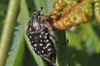 Oxythyrea funesta