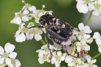 Valgus hemipterus