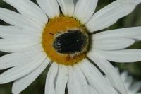 Tropinota squalida