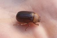 Rhizotrogus aestivus