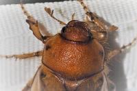 Rhizotrogus cicatricosus