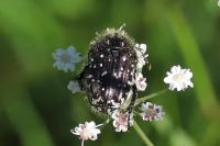 Oxythyrea funesta