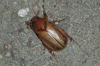 Rhizotrogus marginipes