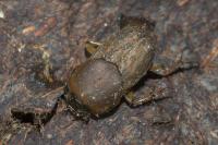 Euoniticellus fulvus