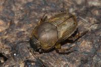 Euoniticellus fulvus