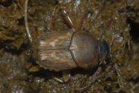 Euoniticellus fulvus