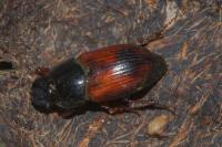 Biralus satellitius