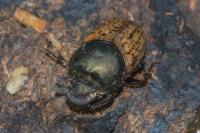 Onthophagus vacca